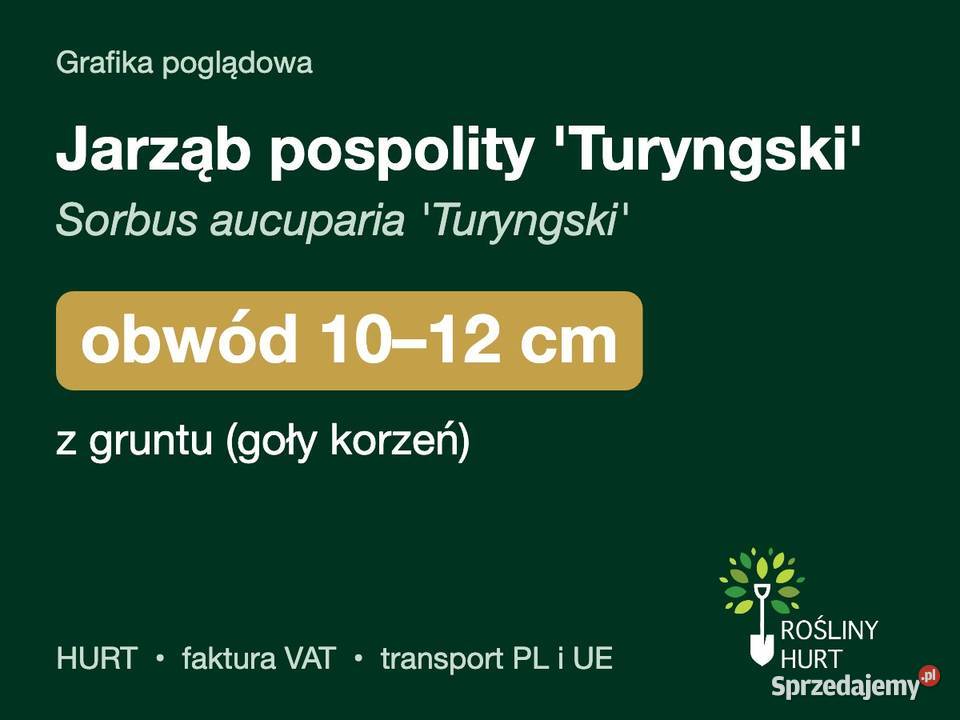 Jarząb pospolity Turyngski obwód 1012 z gruntu wielkopolskie