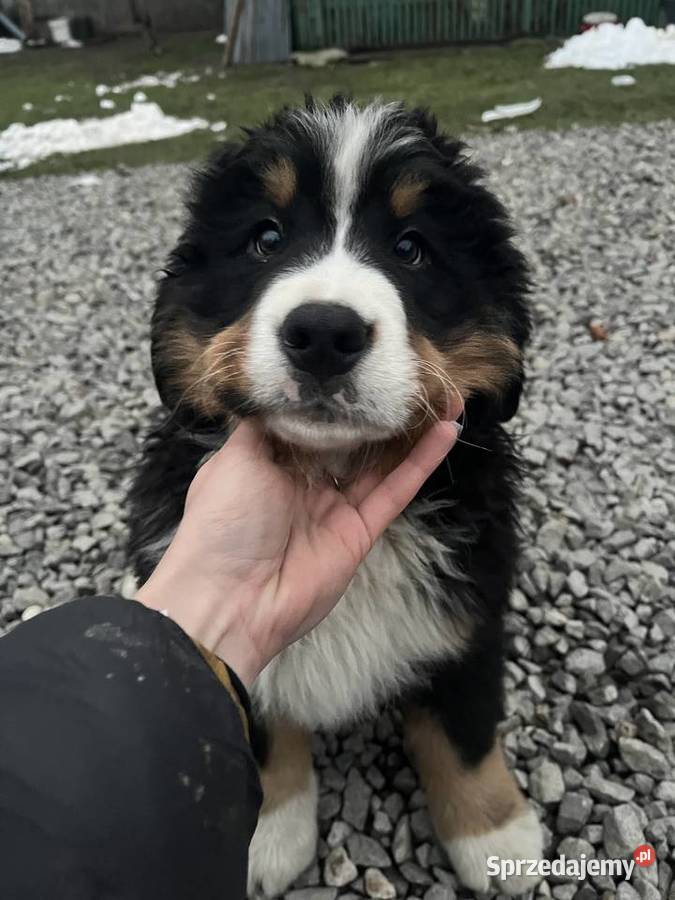 Berneński pies pasterski Bobi Jagodnik sprzedam