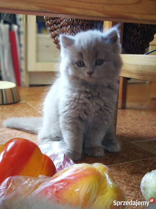 Małe kociaki Zwierzęta Warszawa sprzedam