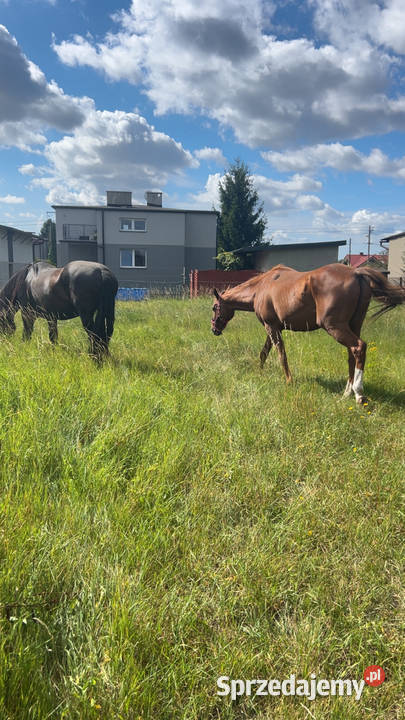 PILNA SPRZEDAŻ sprzedam