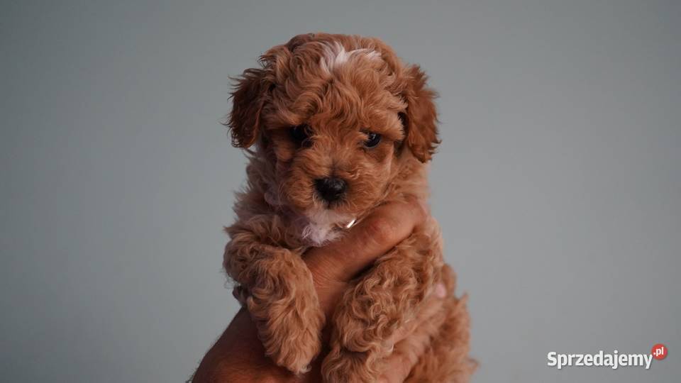 Suczka Maltipoo Brzozie