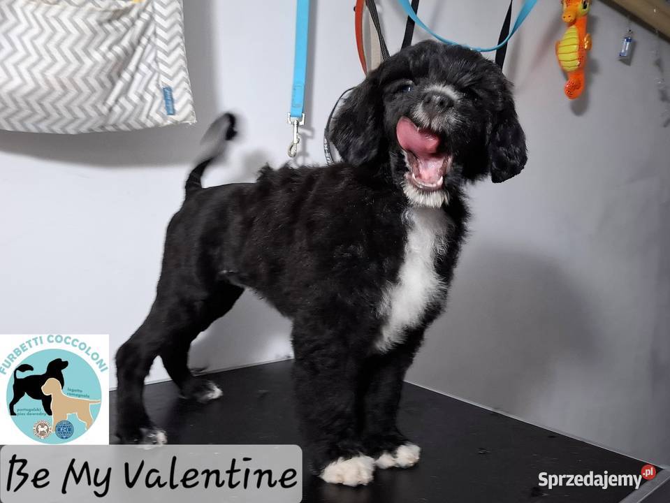 Szczenięta portugalski pies dowodny zkwp FCI Makówiec