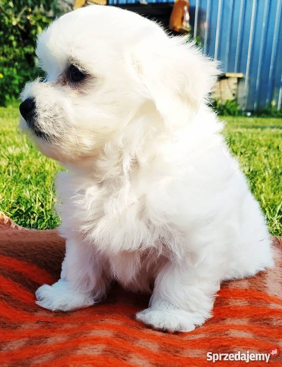 Maltańczyk szczeniak Tarnowskie Góry