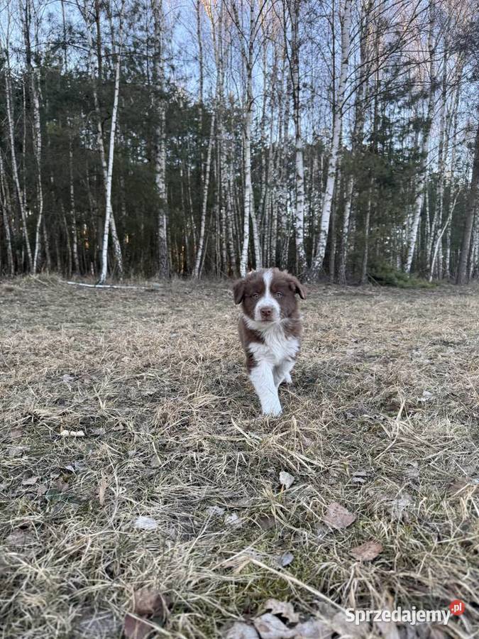 Szczeniaki Border Collie z rodowodem gotowe do Pajęczno