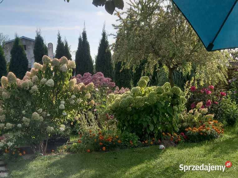 Działka ROD 300 m2 117zł/m2 Ostrowiec Świętokrzyski sprzedam