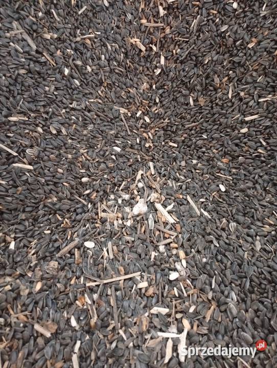 Słonecznik czarny ziarno gołębi ptaków Bończa