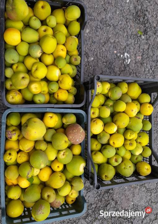 Sprzedam pigwe Turek