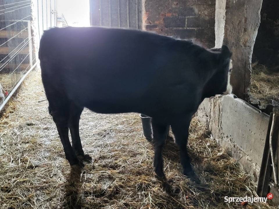 Jałoszka Lubień Kujawski sprzedam