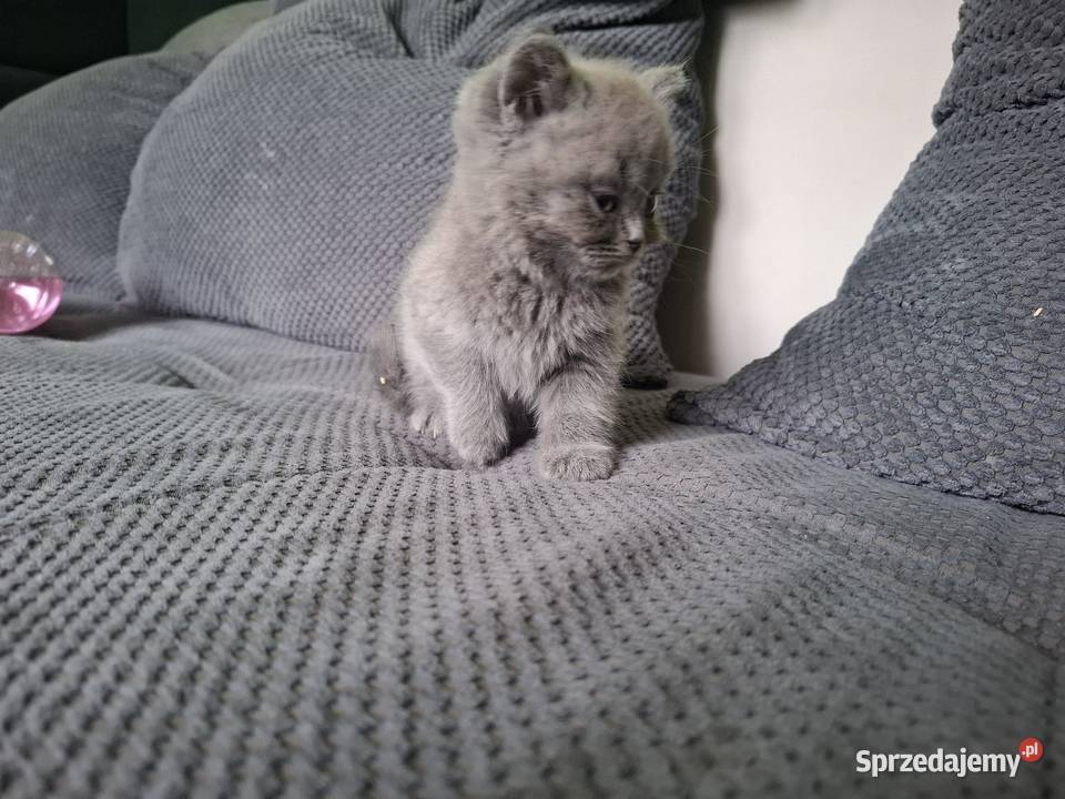 Kotki brytyjskie Koty brytyjskie Paczków sprzedam