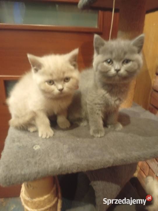 Kotka brytyjska liliowa i niebieska Proszowice sprzedam