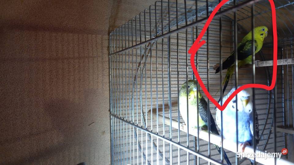 Sprzedam papugę falistą Blacwing Bogacica