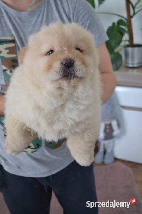 CHOW CHOW CZAU CZAU DO ODBIORU mazowieckie