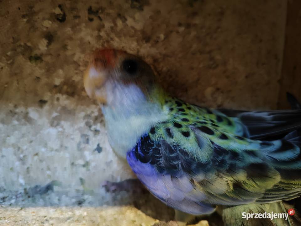 Papugi rozella bladoglowa małopolskie Bochnia sprzedam