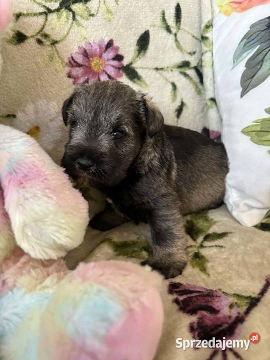 Sznaucer miniaturowy czarny pieski kujawsko-pomorskie