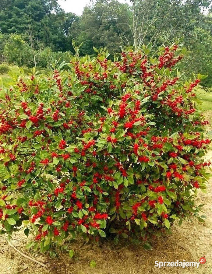 OSTROKRZEW OKÓŁKOWY Ilex verticillata NASIONA kujawsko-pomorskie Lubanie