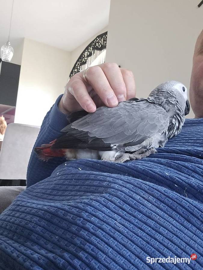 Żako kongijskie ręcznie karmione Pturek sprzedam