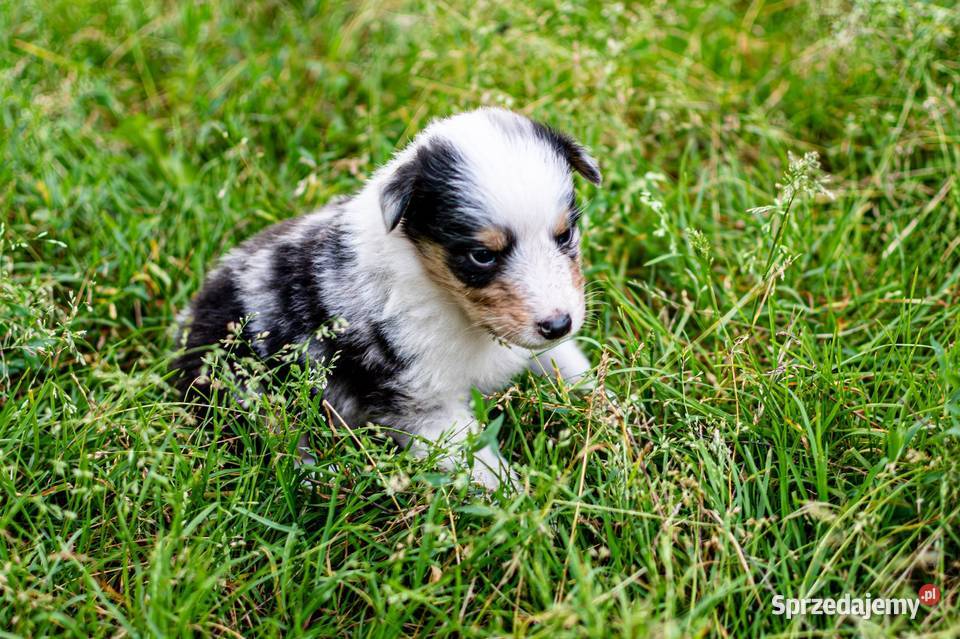 Owczarek szkocki collie z metryką Zakrzewo