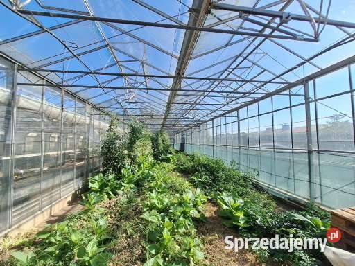 Szklarnia Venlo Krajnik Dolny