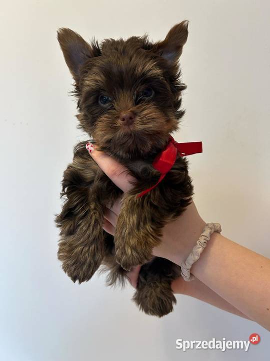 Yorkshire Terrier czekoladowy chłopiec York