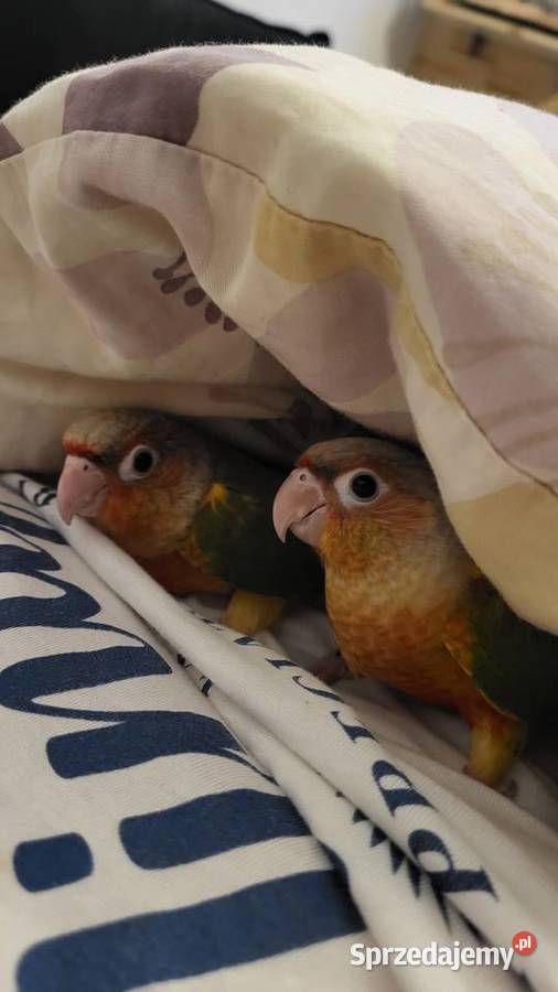 Rudosterki ręcznie karmione mazowieckie Sulbiny sprzedam