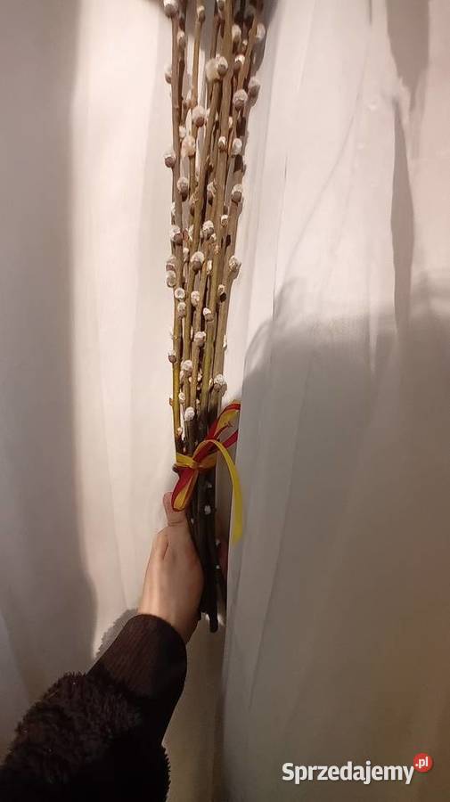 Bazie kotki kwiaty wierzby