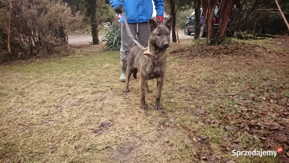 Szczeniaki SUCZKA OWCZAREK HOLENDERSKI hodowla