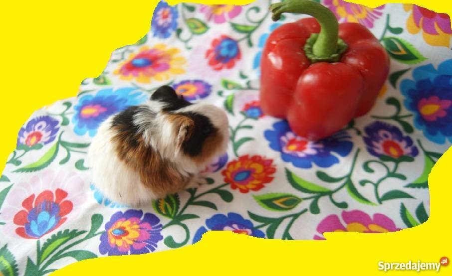 Świnka morska RASOWA długowłosa Sheltie 100 3 Pozostałe Żnin