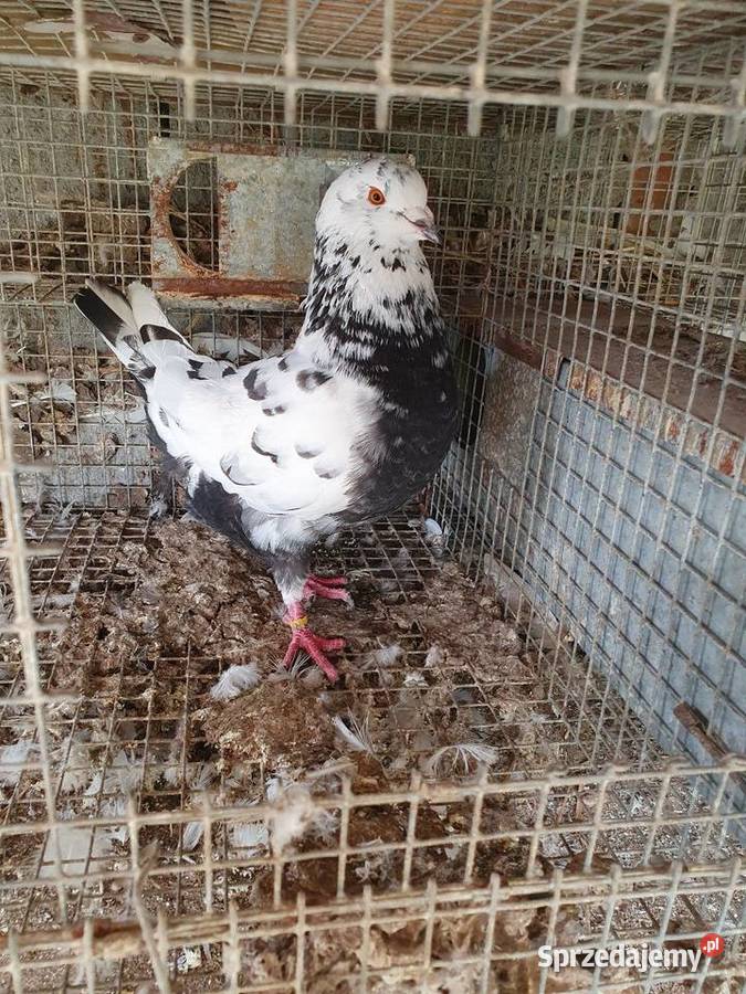 Kingi całość sprzedam Pajęczno sprzedam
