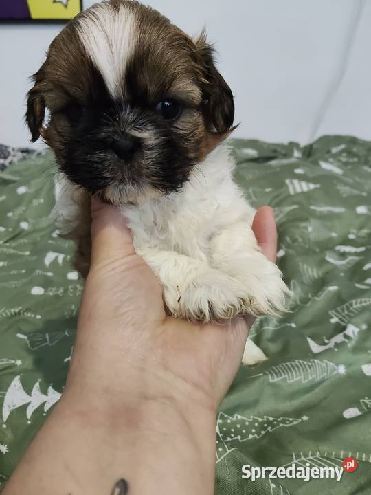 Sprzedam młode pieski rasy shihtzu łódzkie