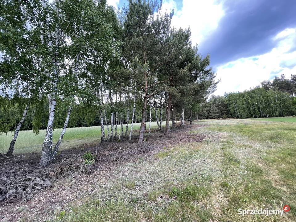 Działka z możliwością budowy domu 30 arów Sprzedaż Osiny