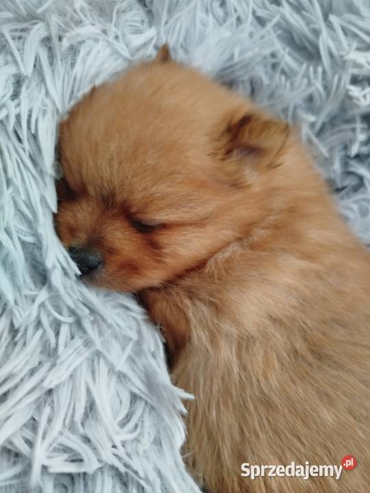 szpic miniaturowy suczka do rezerwacji Skalbmierz