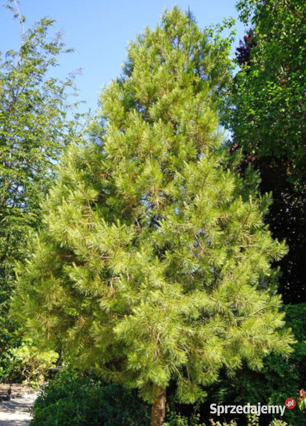 SOSNA GERARDA Pinus Gerardiana NASIONA 100g Lubanie