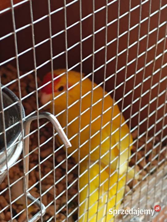 Modrolotki 2 pary świętokrzyskie