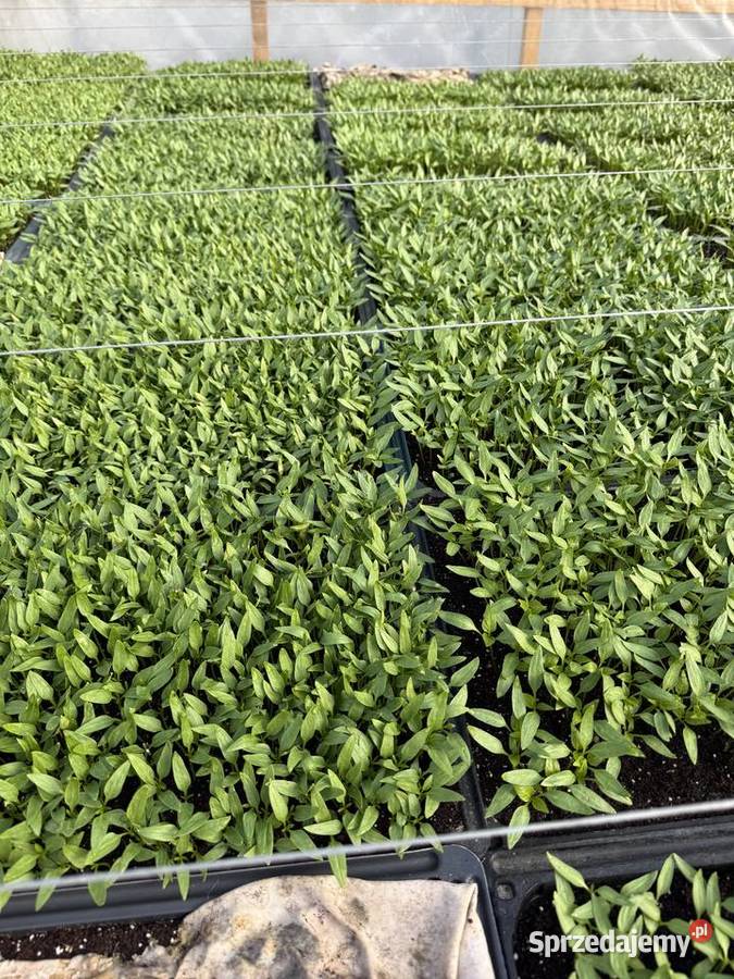 Siewka papryki do pikowania Rośliny mazowieckie Potworów