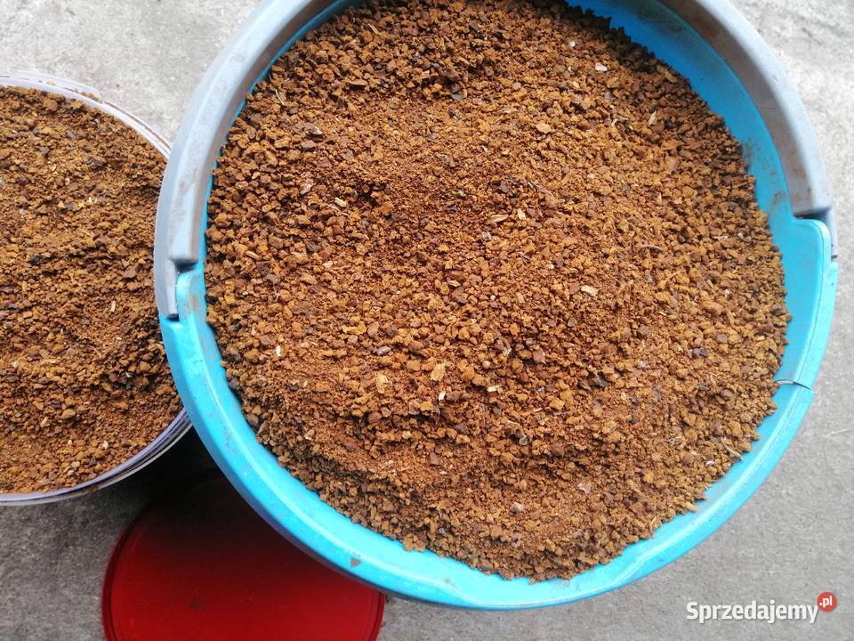 Guz brzozy czarny mielony Błyskoporek Podkorowy Koryciny