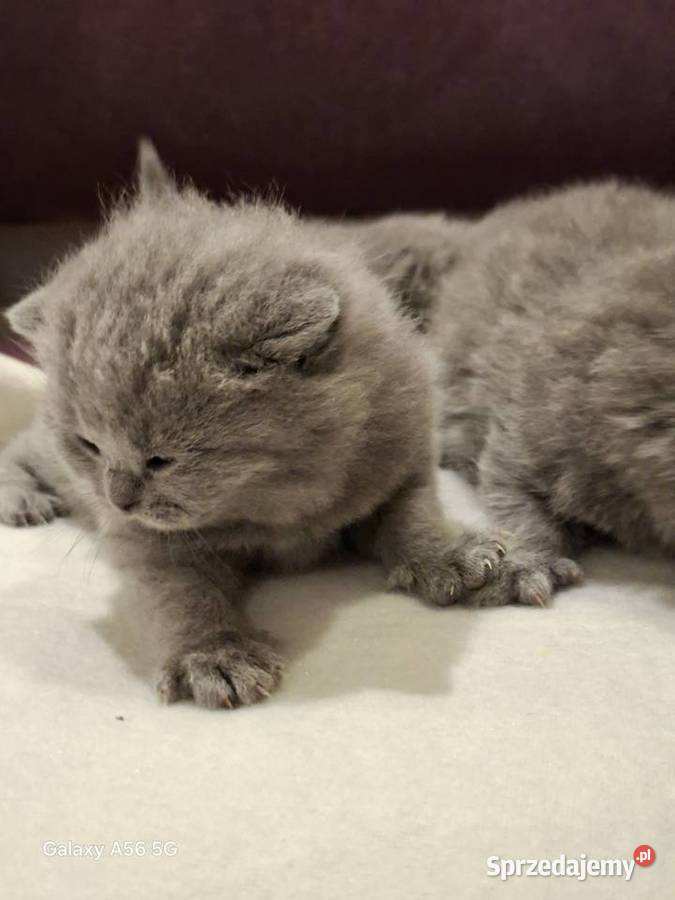 Kotka Brytyjska niebieska krótkowłosa Świebodzin sprzedam