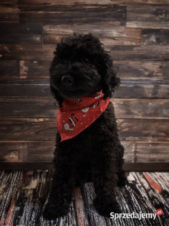 BENEK Pudel Miniaturowy Limanowa sprzedam