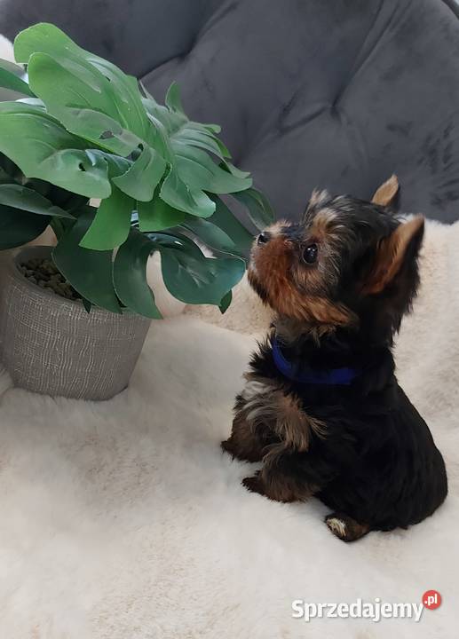 Piekne sunie yorkshire terrier
