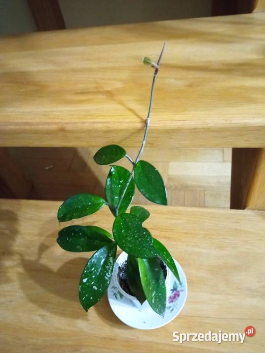 Kwiaty doniczkowe rzadka trzykrotka i Białystok