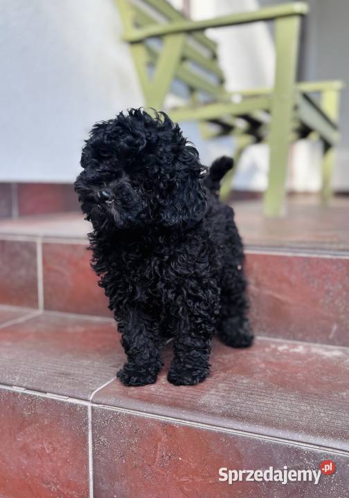 Piękna suczka Pudel Toy czarna szczeniak Lublin
