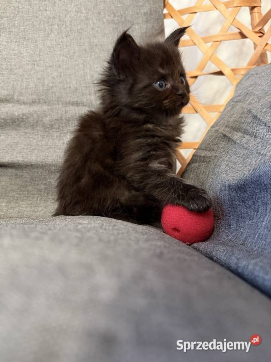 Maine coon kocięta pomorskie Starogard Gdański sprzedam