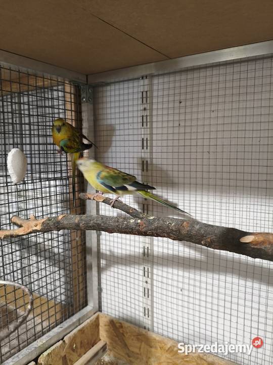 Papugi Świergot para Krasne