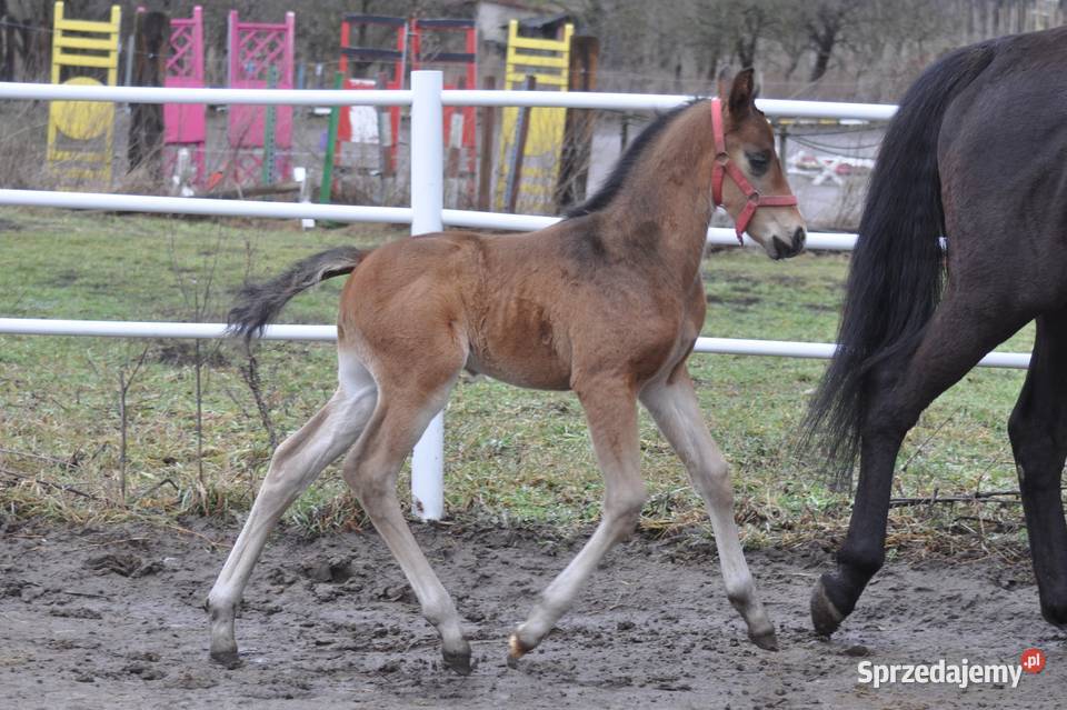 Ogierek małopolski źrebak Mogielnica