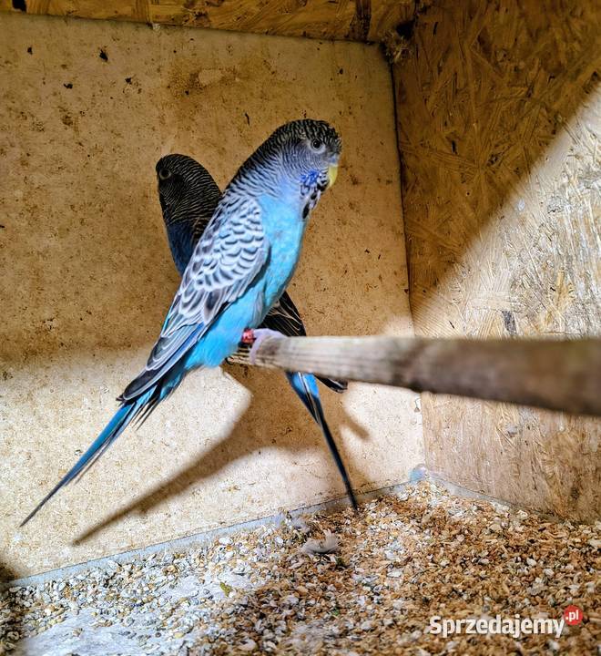 Sprzedam młodą papugę Blackface Gliwice