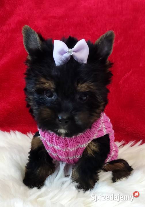 Kraj i zagranica Prześliczna czarna MAMBAŚliczna Opole