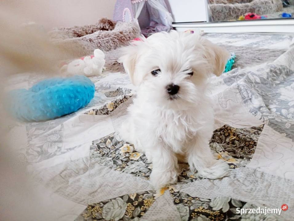 Maltańczyk szczenięboy Racibórz