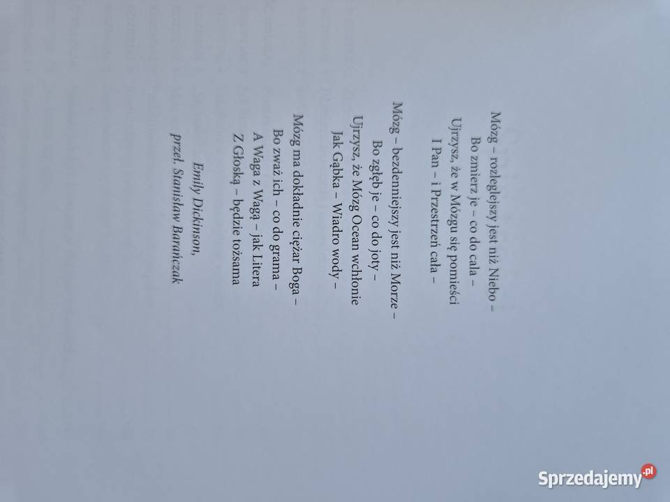 Mózg konia mózg człowieka