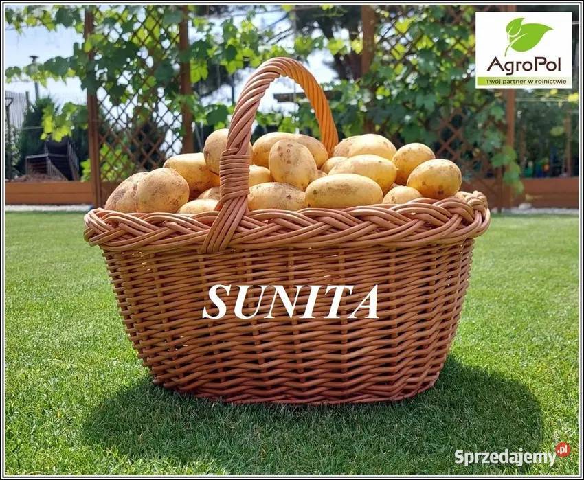 Ziemniak Sadzeniak SUNITA Królowa Ziemniaka Opalenica