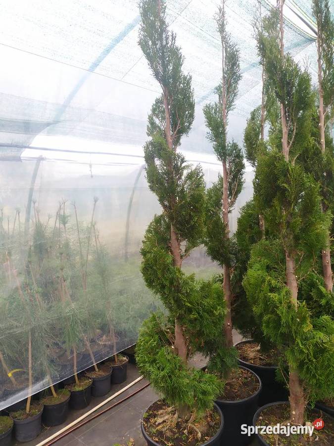 żywotnik zachodni Thuja occidentalis Smaragd Tuliszków sprzedam