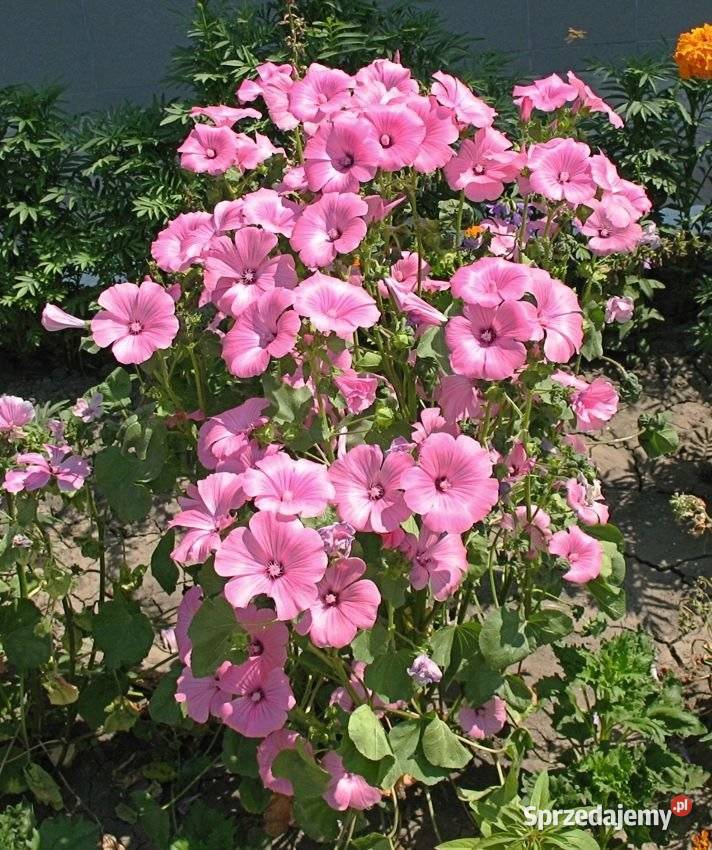 Malwa czarna Nasiona jadalna odmiana Nowy Sącz